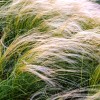 Coada de ponei - Stipa Tenuissima Pony Tails