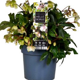 Trandafir de Craciun - Helleborus niger Winterbell