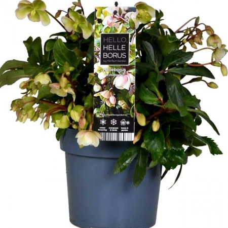 Trandafir de Craciun - Helleborus niger Winterbell - Arbusti ornamentali - AgroDenmar.ro