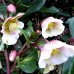 Trandafir de Craciun - Helleborus niger Winterbell - Arbusti ornamentali - AgroDenmar.ro