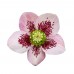 Trandafir de Craciun - Helleborus Single Flower Bicolor - Arbusti ornamentali - AgroDenmar.ro