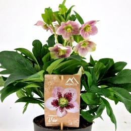 Trandafir de Craciun - Helleborus Single Flower Bicolor