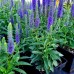 Veronica Ulster Dwarf Blue - Plante ornamentale - AgroDenmar.ro