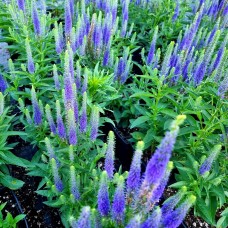 Veronica Ulster Dwarf Blue