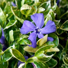 Vinca minor Argenteovariegata - Plante ornamentale - AgroDenmar.ro
