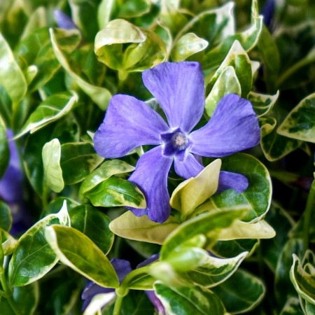 Vinca minor Argenteovariegata - Plante ornamentale - AgroDenmar.ro