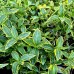 Vinca minor Blue and Gold - Plante ornamentale - AgroDenmar.ro