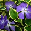 Vinca minor Blue and Gold