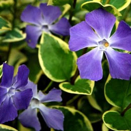 Vinca minor Blue and Gold