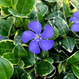 Vinca minor Ralph Shugert - Plante ornamentale - AgroDenmar.ro