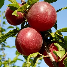 Biricoccolo - Pomi fructiferi - AgroDenmar.ro