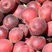 Biricoccolo - Pomi fructiferi - AgroDenmar.ro