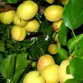 Cais Ananas