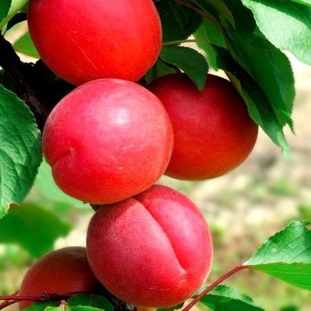 Cais Big Red - Pomi fructiferi - AgroDenmar.ro