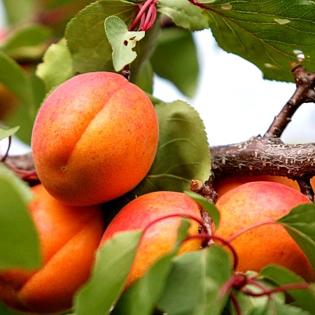 Cais Farhial - Pomi fructiferi - AgroDenmar.ro Cais Farhial - Pomi fructiferi - AgroDenmar.ro