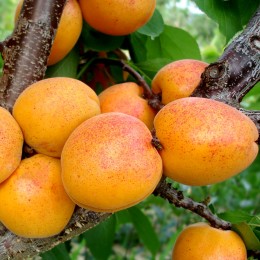 Cais Goldrich - Pomi fructiferi - AgroDenmar.ro