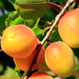 Cais Hargrand - Pomi fructiferi - AgroDenmar.ro