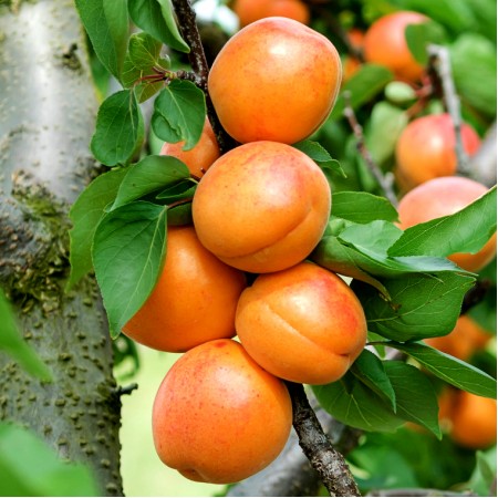 Cais Jumbo Cot - Pomi fructiferi - AgroDenmar.ro Cais Jumbo Cot - Pomi fructiferi - AgroDenmar.ro