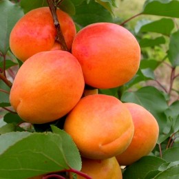 Cais Olimp - Pomi fructiferi - AgroDenmar.ro