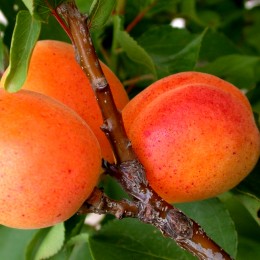 Cais pitic Aprigold la ghiveci - Pomi fructiferi - AgroDenmar.ro