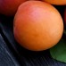Cais Sulina - Pomi fructiferi - AgroDenmar.ro