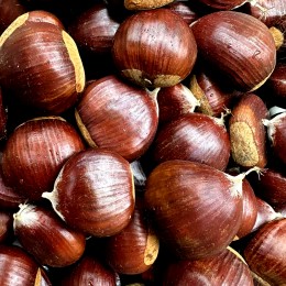 Castan comestibil Bouche de Betizac - Pomi fructiferi - AgroDenmar.ro