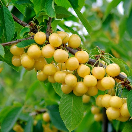 Cires Bigarreau Donissen radacina libera - Pomi fructiferi - AgroDenmar.ro