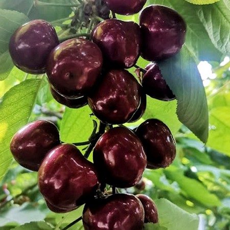 Cires Black Star - Pomi fructiferi - AgroDenmar.ro