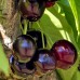 Cires Black Star - Pomi fructiferi - AgroDenmar.ro