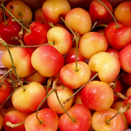 Cires Boambe de Cotnari - Pomi fructiferi - AgroDenmar.ro