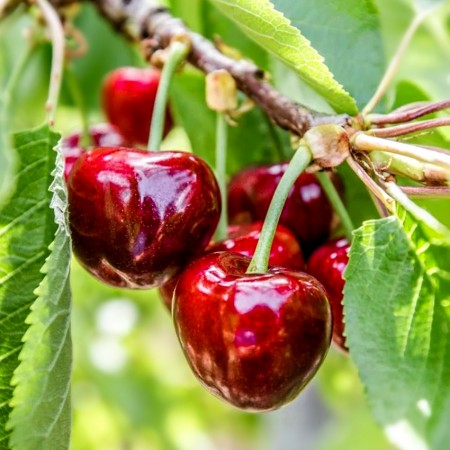 Cires Early Lory la  ghiveci - Pomi fructiferi - AgroDenmar.ro