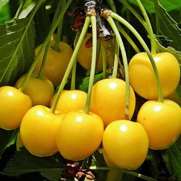 Cires galben Clasic Cires galben Clasic - Pomi fructiferi - AgroDenmar.ro