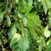 Cires Karina - Pomi fructiferi - AgroDenmar.ro