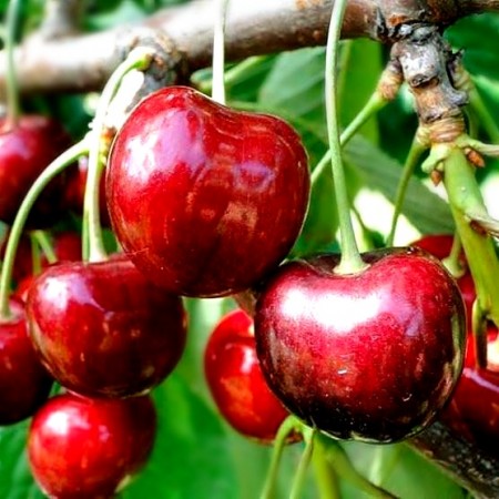 Cires Linda - Pomi fructiferi - AgroDenmar.ro