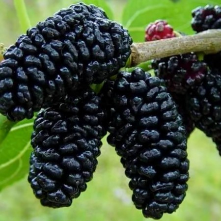 Dud negru - tip copac - Pomi fructiferi - AgroDenmar.ro