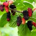 Dud negru - tip copac - Pomi fructiferi - AgroDenmar.ro