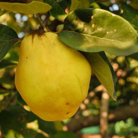 Gutui Cydora Robusta - Pomi fructiferi - AgroDenmar.ro