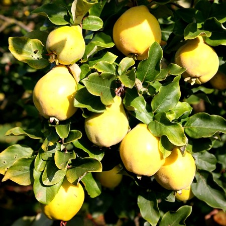 Gutui Vranja - Pomi fructiferi - AgroDenmar.ro