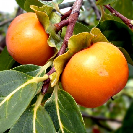 Kaki Sharon - Arbusti fructiferi - AgroDenmar.ro