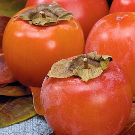 Kaki Ragno - Pomi fructiferi - AgroDenmar.ro