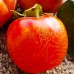 Kaki Ragno - Pomi fructiferi - AgroDenmar.ro