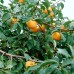 Kaki Ragno - Pomi fructiferi - AgroDenmar.ro