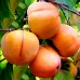 Kaki Vaniglia - Arbusti fructiferi - AgroDenmar.ro