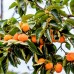 Kaki Vaniglia - Arbusti fructiferi - AgroDenmar.ro