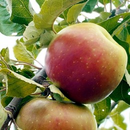 Mar Wagener - Pomi fructiferi - AgroDenmar.ro