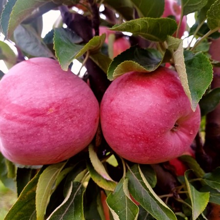 Mar columnar Blue Moon - Pomi fructiferi - AgroDenmar.ro