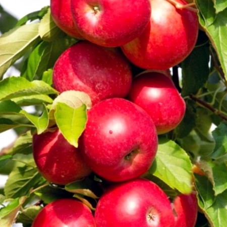 Mar columnar rosu - Pomi fructiferi - AgroDenmar.ro Mar columnar rosu - Pomi fructiferi - AgroDenmar.ro