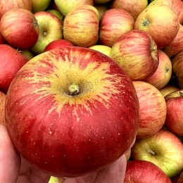 Mar Cox's Orange Pippin - Pomi fructiferi - AgroDenmar.ro