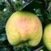 Mar Filippa - Pomi fructiferi - AgroDenmar.ro Mar Filippa - Pomi fructiferi - AgroDenmar.ro