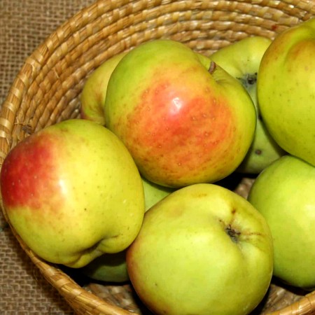Mar Filippa - Pomi fructiferi - AgroDenmar.ro Mar Filippa - Pomi fructiferi - AgroDenmar.ro